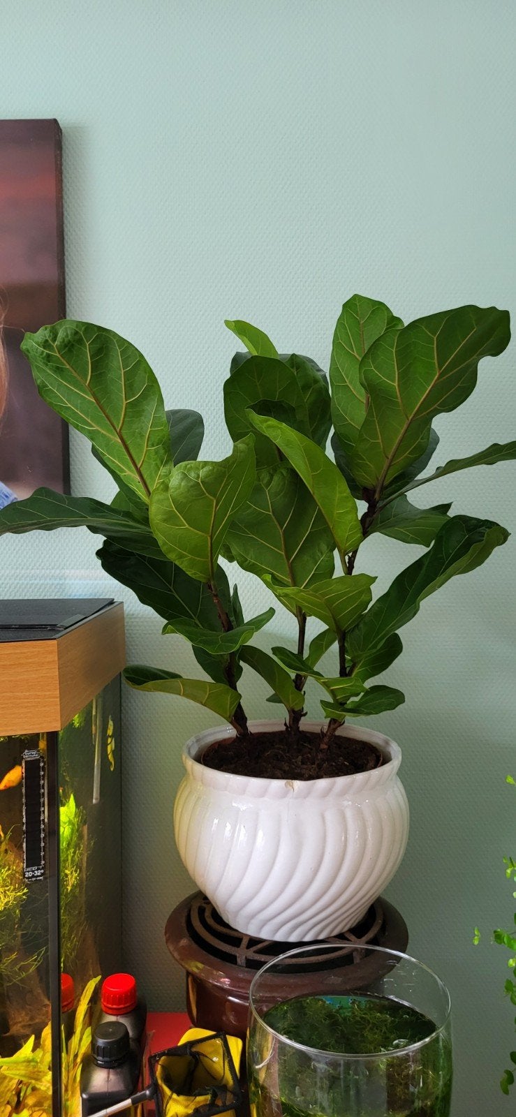 Ficus Lyrata bambino, Huis en Inrichting, Kamerplanten, Ophalen, Ficus, Halfschaduw, Minder dan 100 cm
