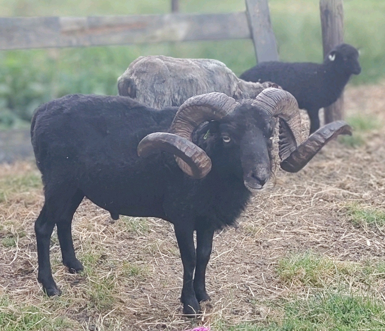 Ouessant schaap ram dekram, Mannelijk, Schaap