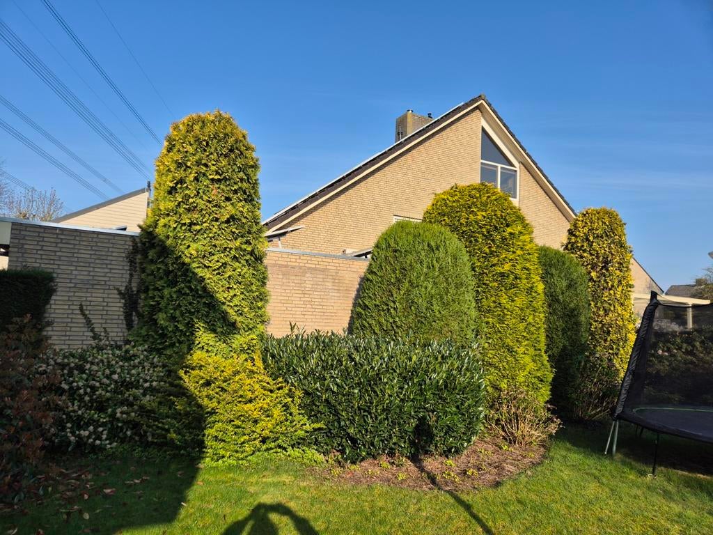 Grote conifeer bomen, zelf uitgraven, Tuin en Terras, Planten | Bomen, Ophalen