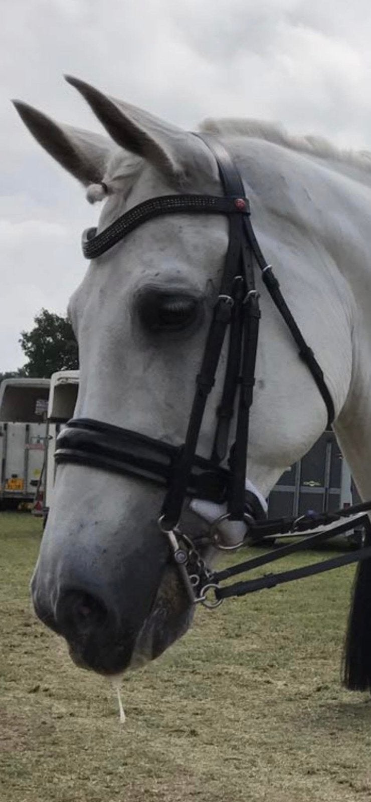 Stang en trens hoofdstel, Hoofdstel, Rossner, Ophalen of Verzenden, Zo goed als nieuw