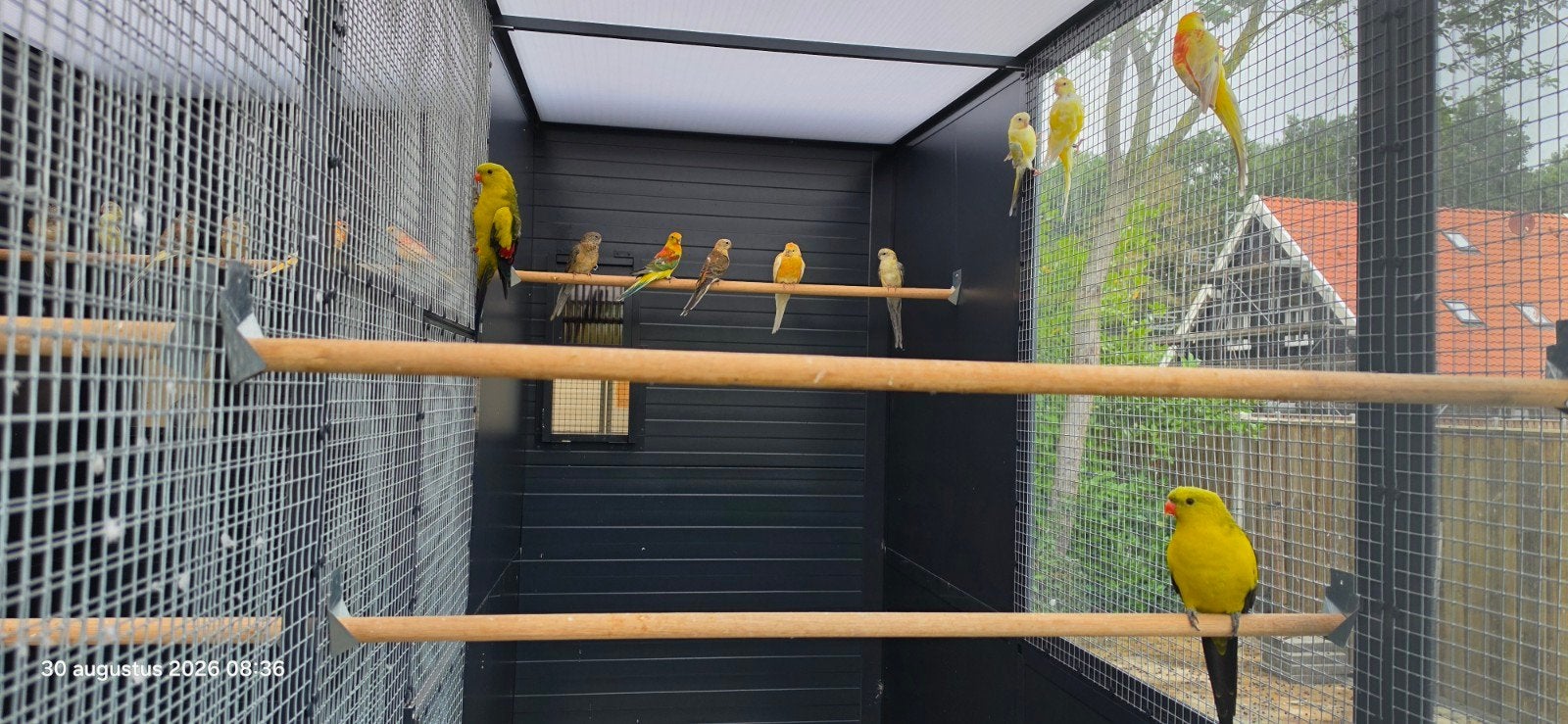 Roodruggen, Meerdere dieren, Parkiet, Geringd
