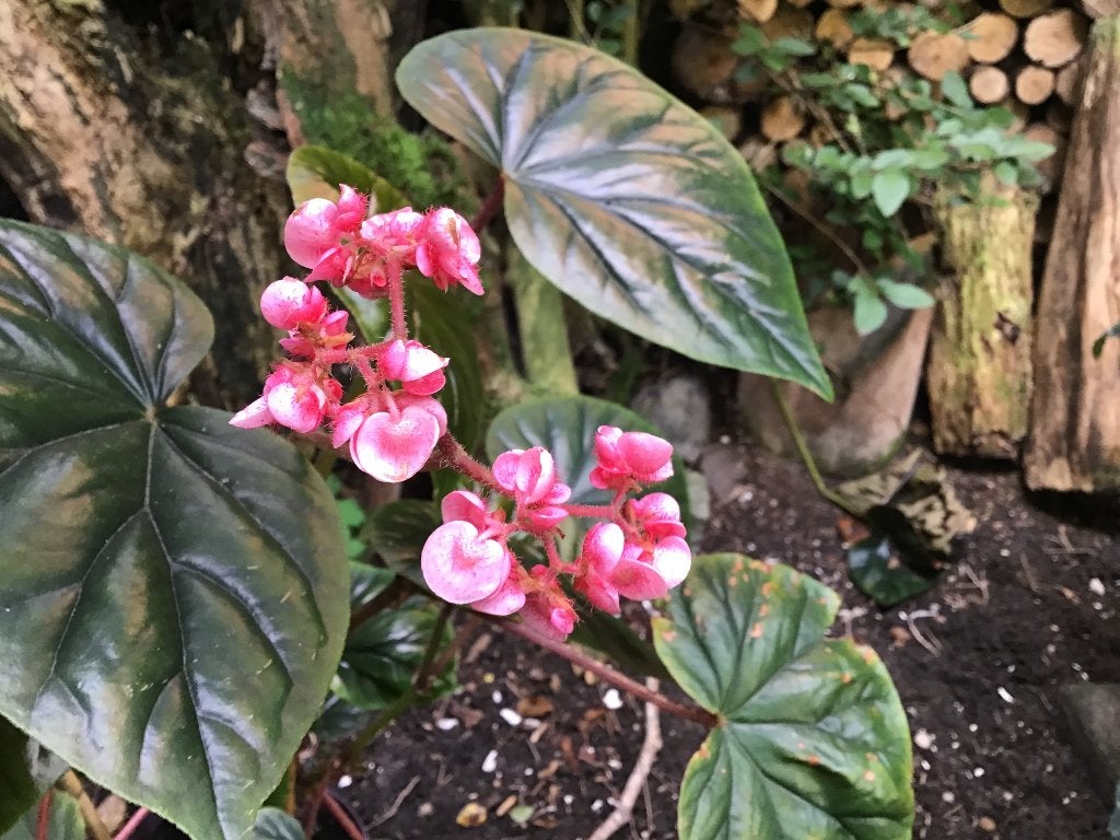 Begonia oldemor, Vaste plant, Halfschaduw, Herfst, Ophalen