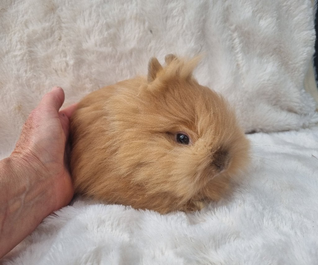 Teddy dwerg konijn baby, Dieren en Toebehoren, Konijnen, Mannelijk, Dwerg