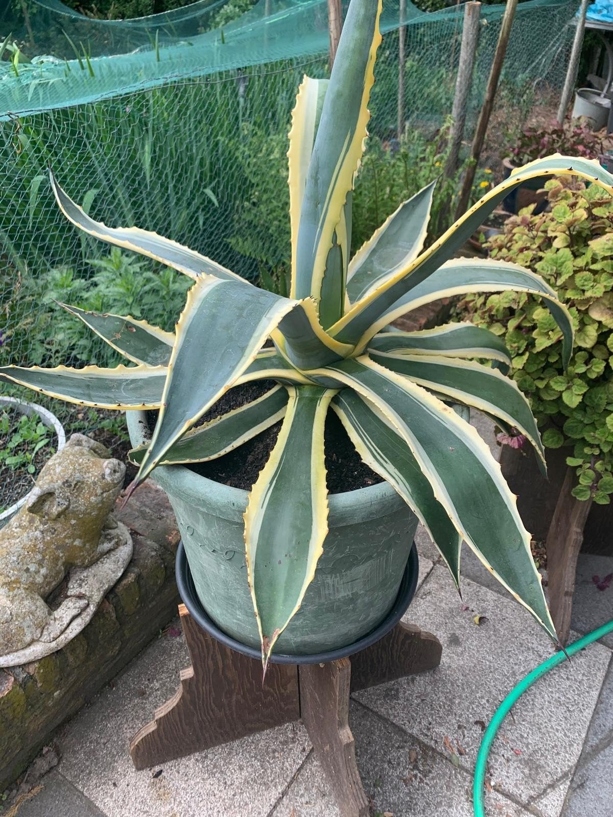Grote cactus Agave Americana, Tuin en Terras, Ophalen, Bloeit niet, Overige soorten, Volle zon