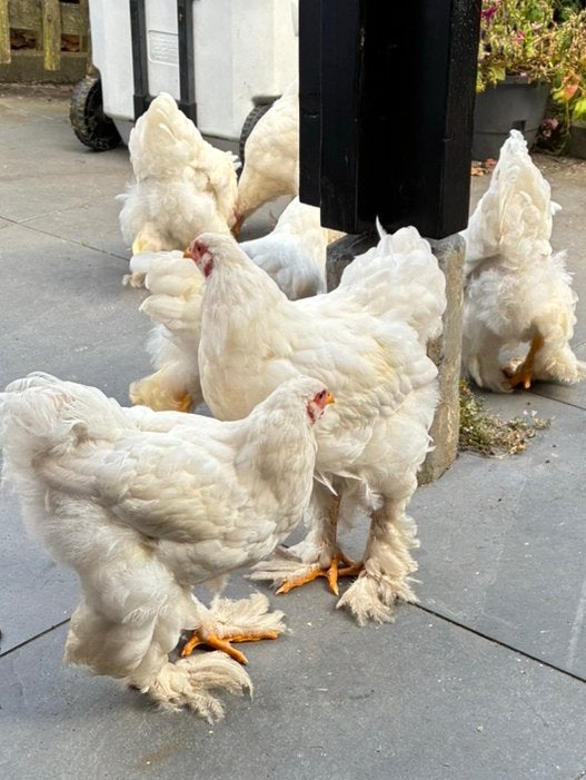 Witte Brahma hanen, Dieren en Toebehoren, Pluimvee, Mannelijk, Kip