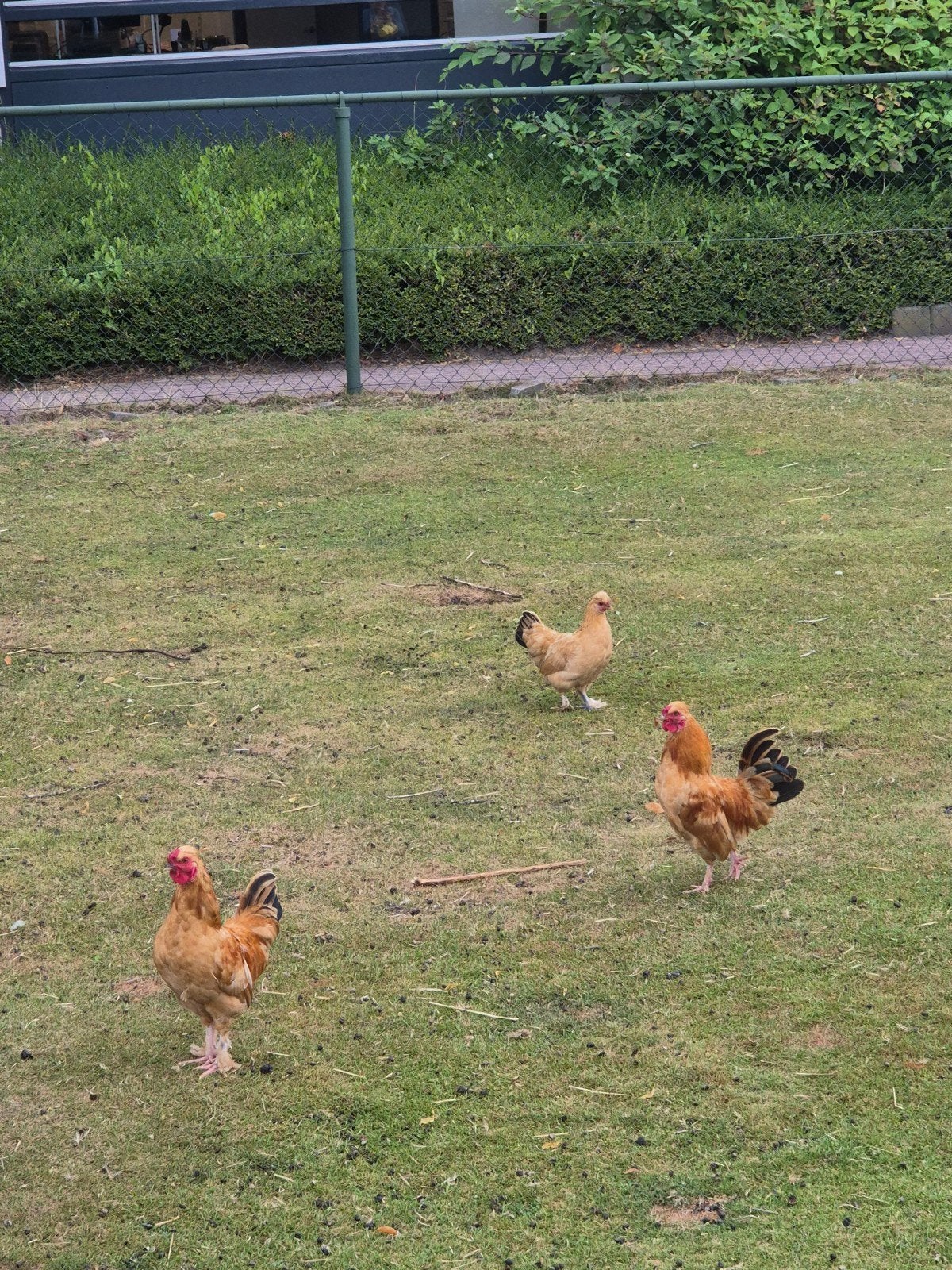 haantjes, hanen gratis, Dieren en Toebehoren, Pluimvee, Mannelijk, Kip