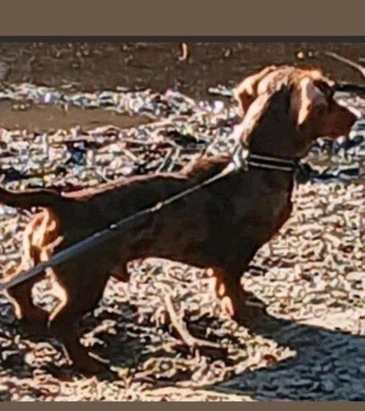dekreu dwerg teckel pablo niet tekoop dekreu...😍, Reu, Korthaar, Dwerg, Eén hond