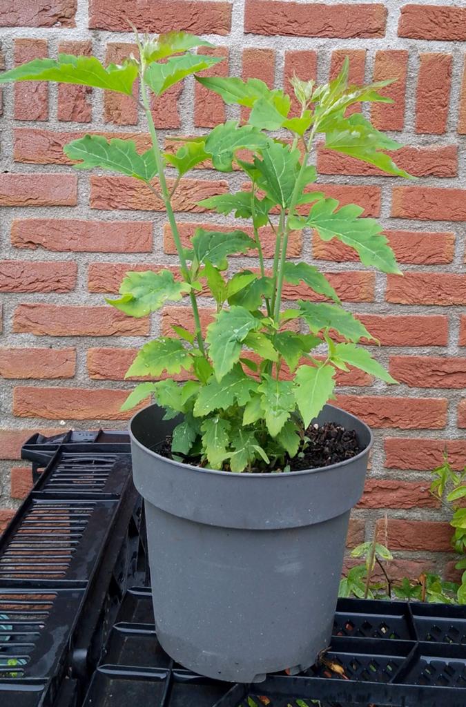 Leycesteria formosa, Fazantenbes, Caramelbes, bio, Volle zon, Vaste plant, Zomer, Ophalen