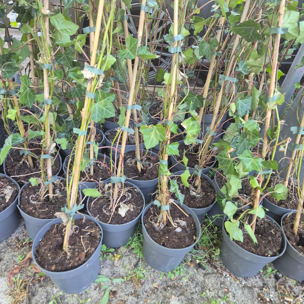 Klimop hedera, Ophalen, Overige soorten, 100 tot 250 cm