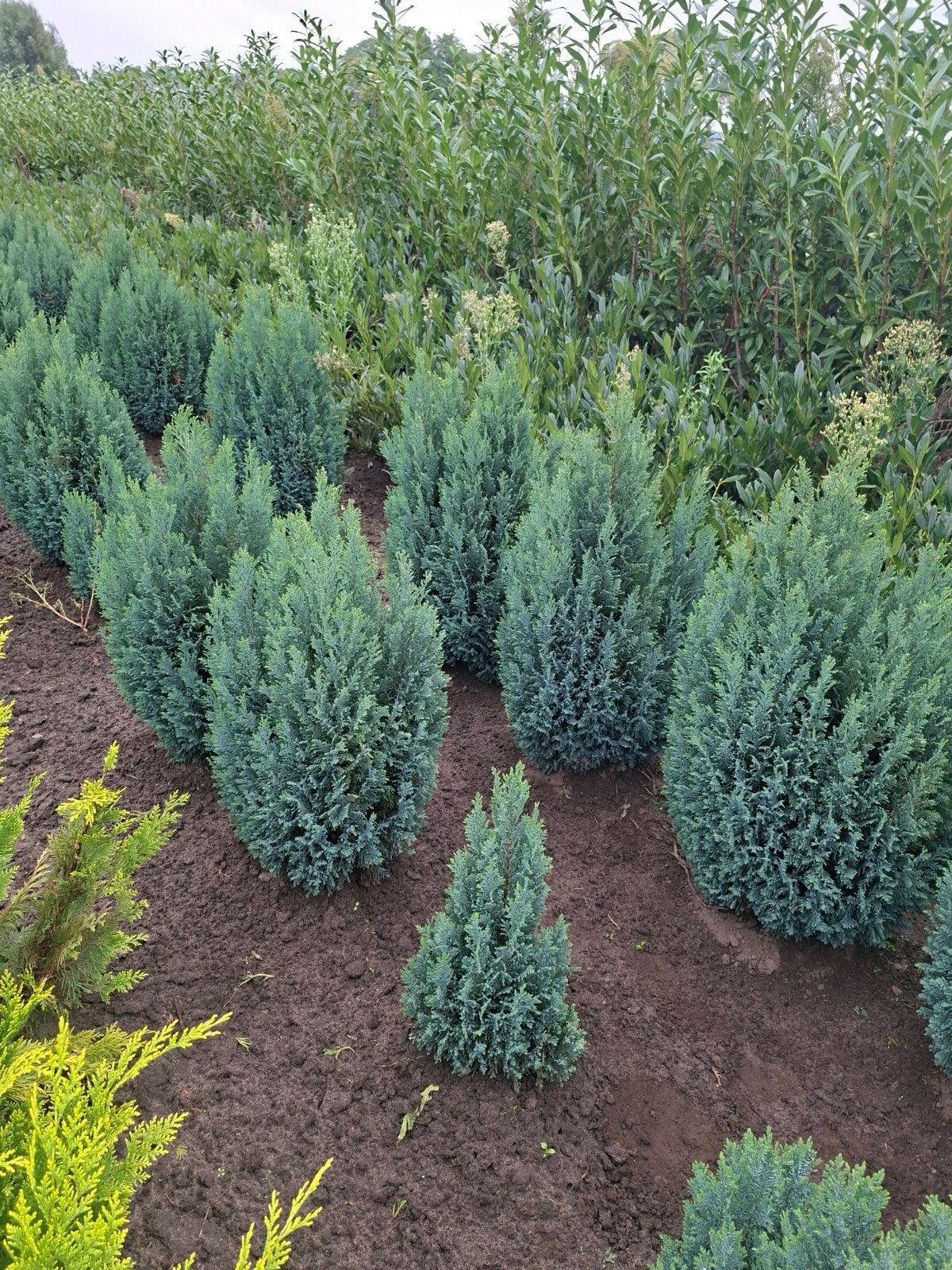 conifeer, Chamaecyparis Lawsoniana ellwoodii, Ophalen of Verzenden, Conifeer, 100 tot 250 cm