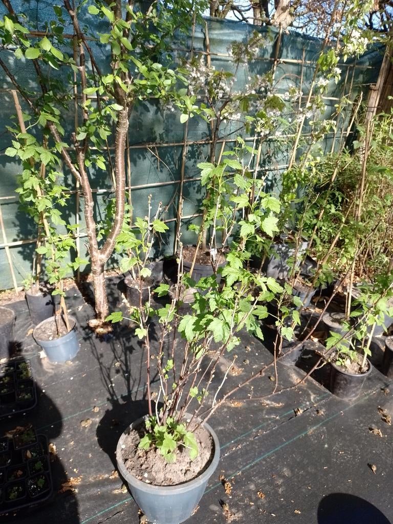 Rode of Zwarte Bessenstruik in pot, Tuin en Terras, Planten | Fruitbomen, Ophalen, Lente, Overige soorten, In pot