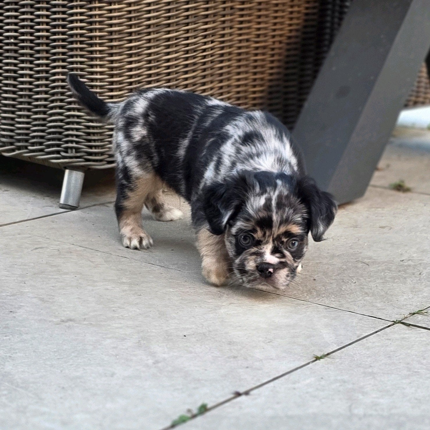 💙 prachtige x merle & tan fluffy franse bulldog pup reu 💙, Dieren en Toebehoren, Reu, CDV (hondenziekte), 8 tot 15 weken, Bulldog