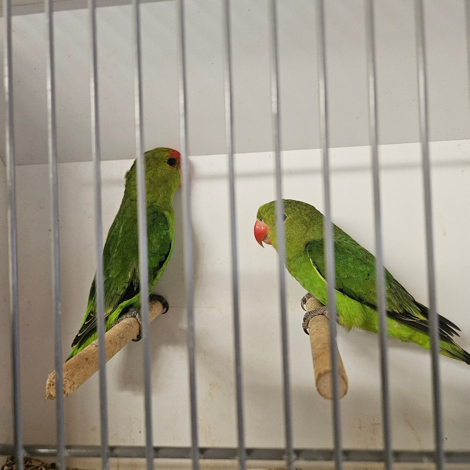 Koppel taranta 9mnd, Meerdere dieren, Dwergpapegaai of Agapornis