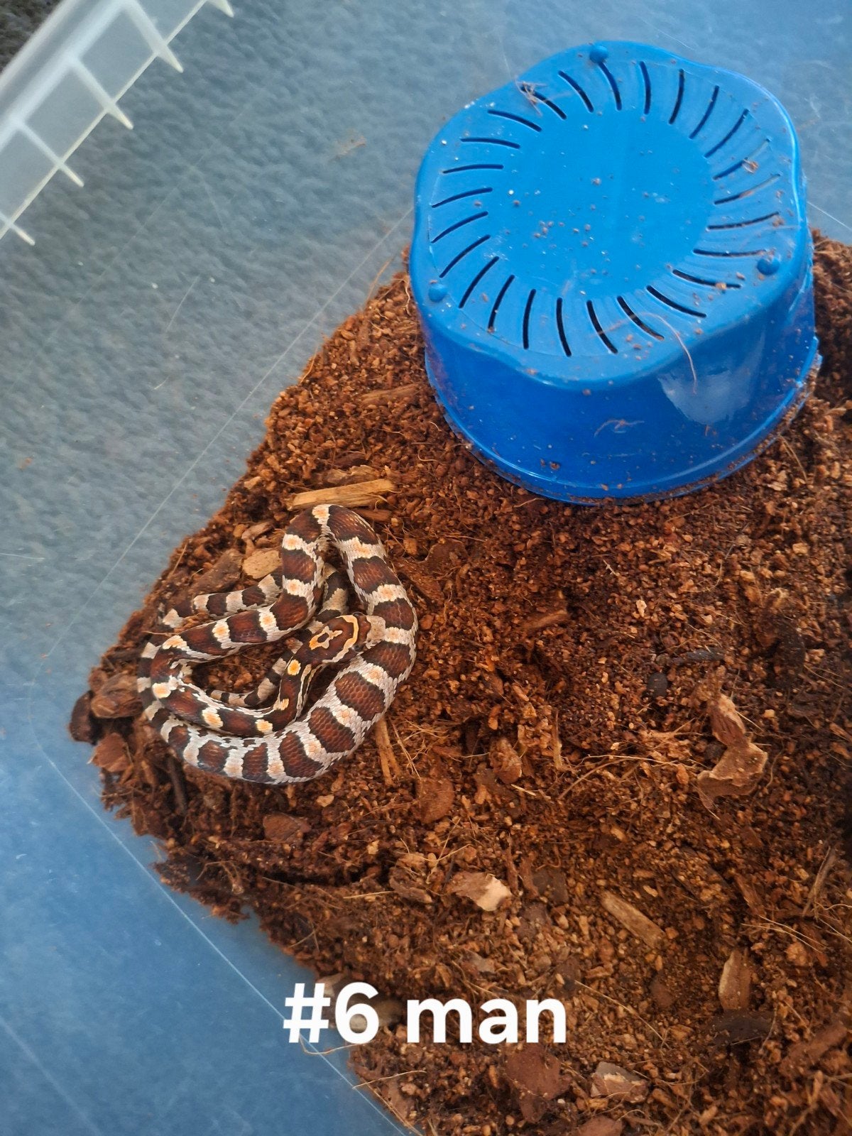 rattenslang nakweek 2026 Pantherophis guttatus Corn Snake photo 4