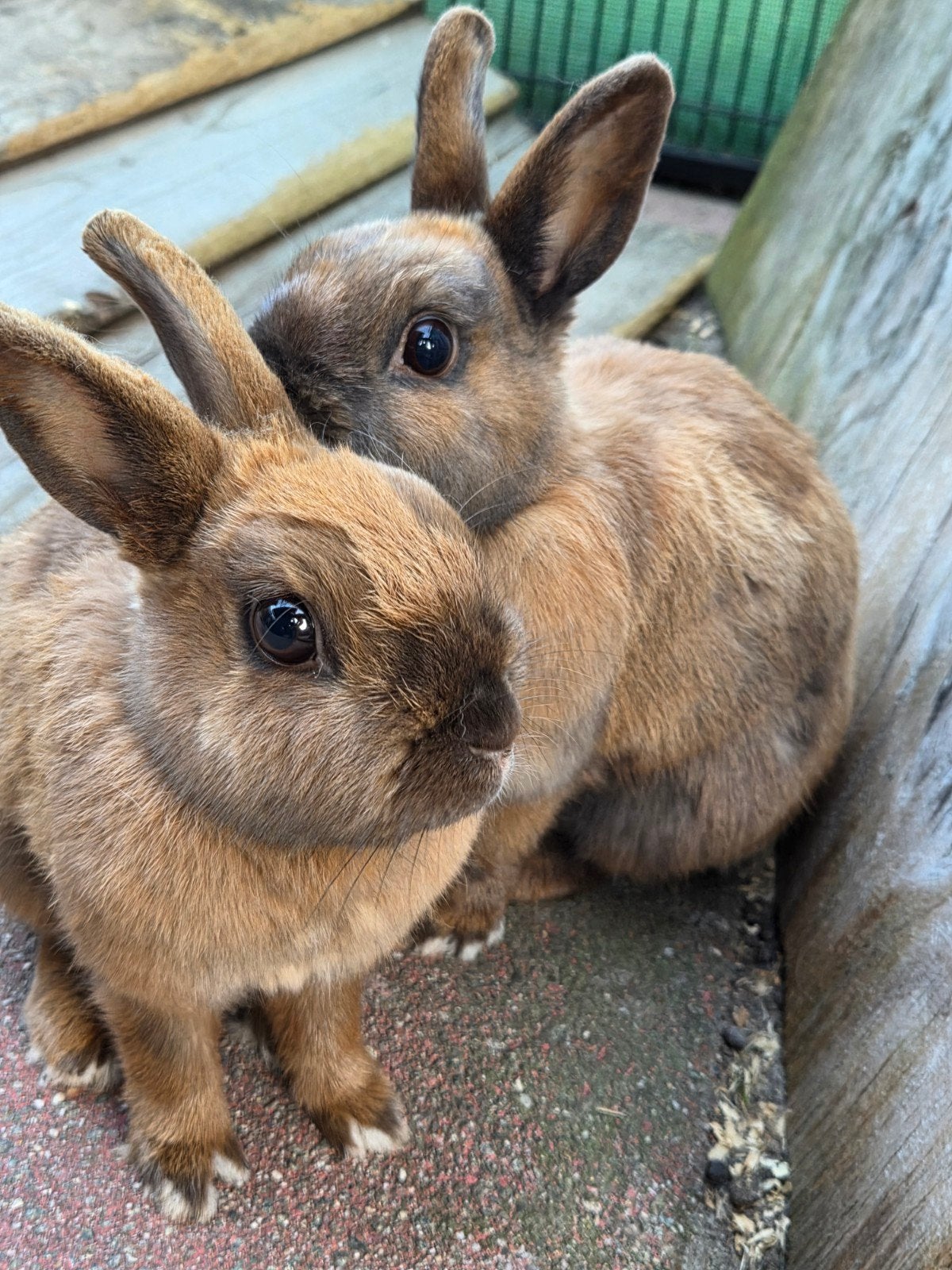 gratis, 2 vrouwelijke konijnen, Dieren en Toebehoren, Vrouwelijk, 0 tot 2 jaar