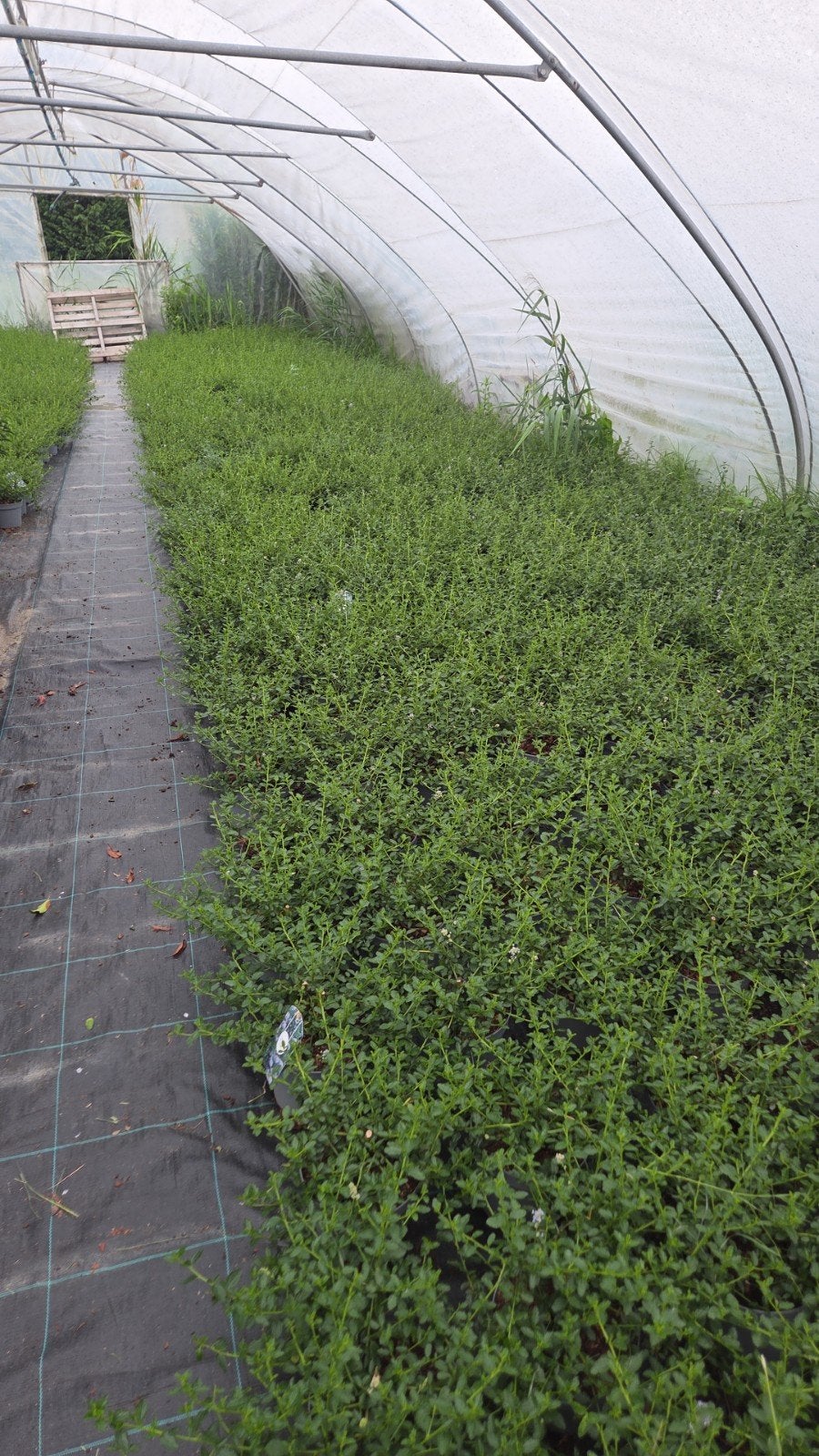 ceanothus repens 3liter pot mooi dike planten, Ophalen, Overige soorten, Minder dan 100 cm