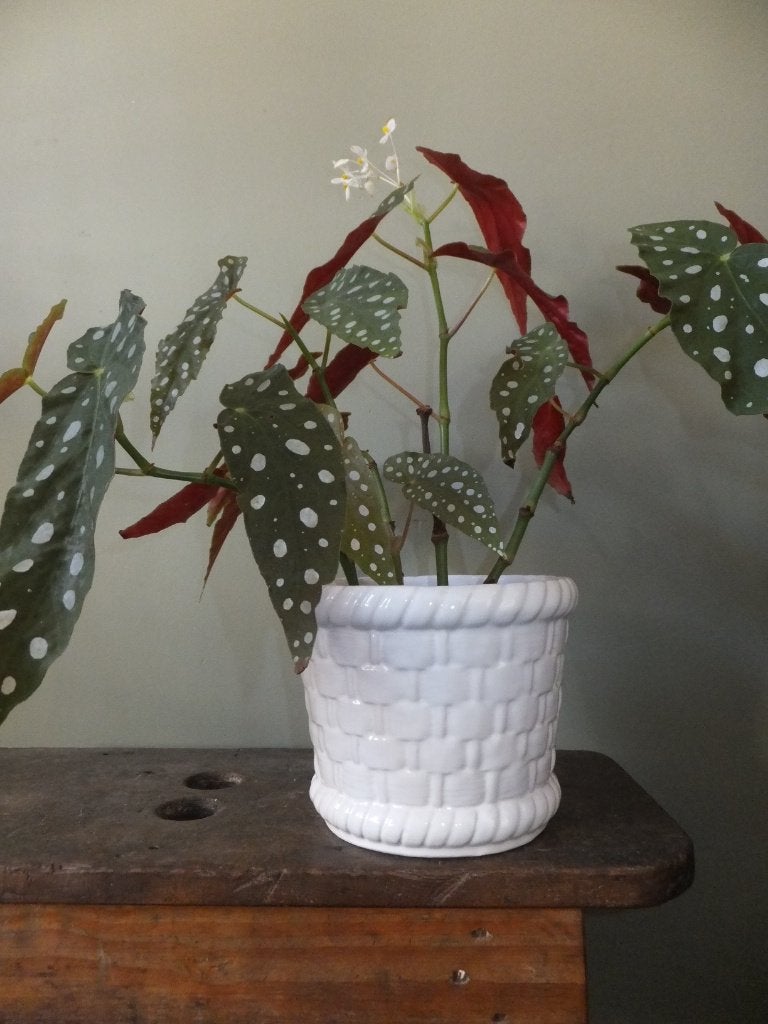 oude vintage gevlochten bloempot gelder collectie Ø18 groot, Ophalen