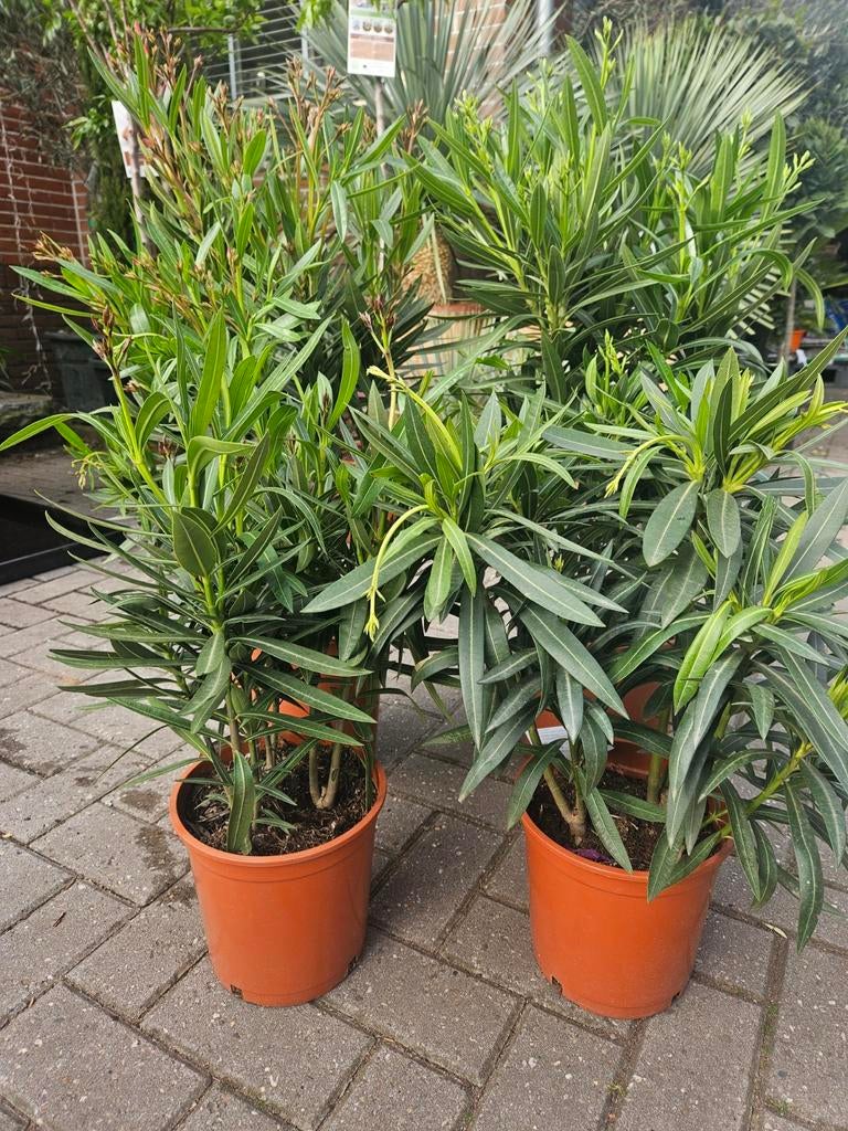 HEMELVAARTDAG ACTIE: Oleander 10 euro, Ophalen, Vaste plant