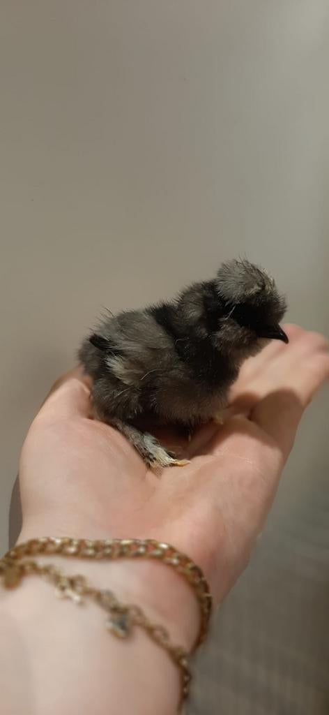 Amerikaanse zijdehoenderkuikens gesexte en geënte., Dieren en Toebehoren, Pluimvee, Kip