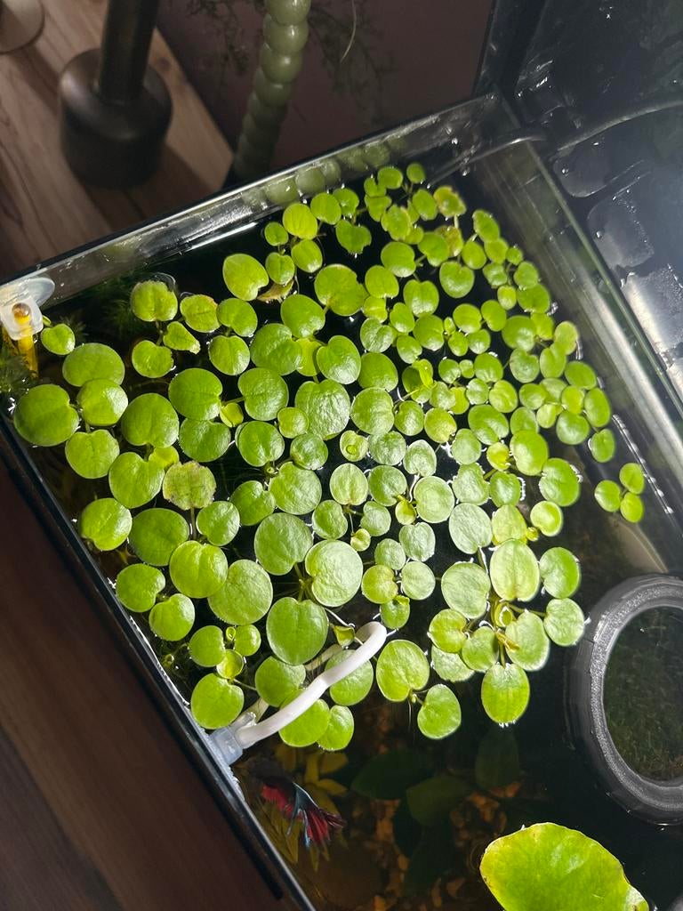 Waterplantje (Amazon frogbit) voor aquarium, Dieren en Toebehoren, Ophalen, Plant(en), Steen of Hout