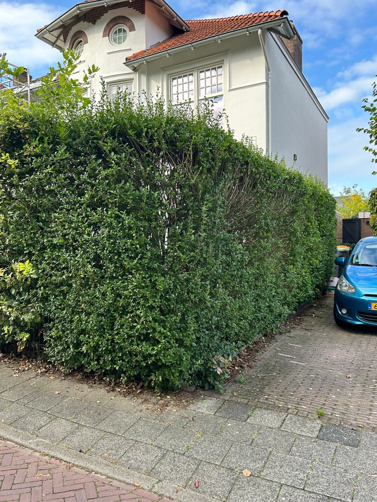 Mooie wintergroene ligusterhaag (ca. 7,5-8m lang), Ophalen, Liguster, Haag, 250 cm of meer
