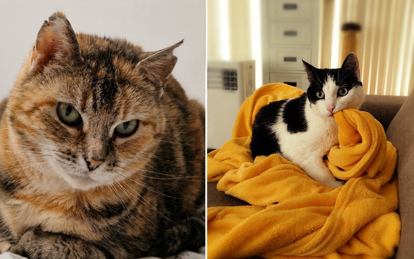 Nieuw fijn thuis gezocht voor Guus en Lieve, Dieren en Toebehoren, Kortharig, 6 jaar of ouder