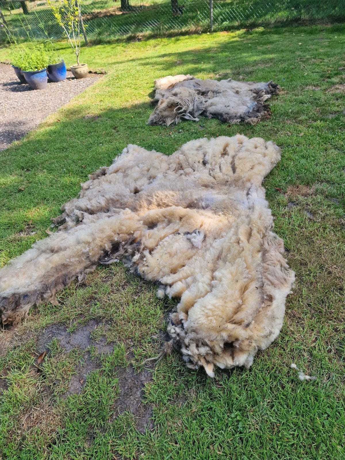 Schapenvachten Drentse heideschapen, Ophalen, Spinwol