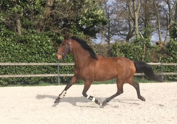 Meerdere PRE Andalusier s wegens inkrimping, Dieren en Toebehoren, Met stamboom, Dressuurpaard, 0 tot 2 jaar, Onbeleerd