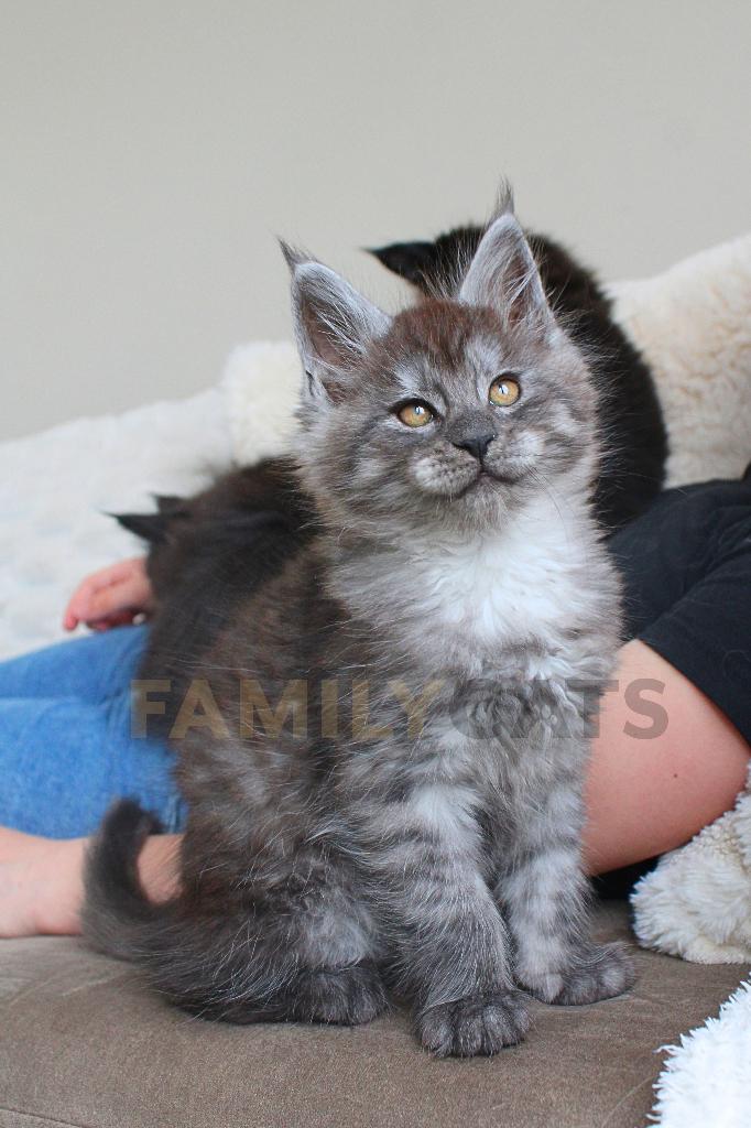XL Maine Coon Kitten Black Smoke, Dieren en Toebehoren, Katten en Kittens | Raskatten | Langhaar, Meerdere dieren, Met stamboom