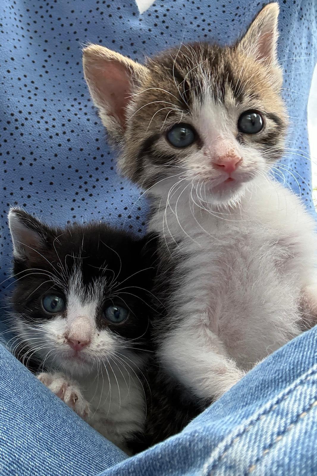 Lieve kittens te koop, Meerdere dieren, 0 tot 2 jaar