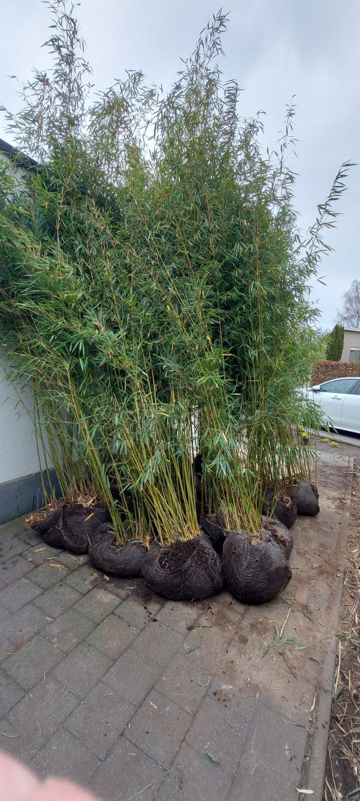 fargesia robusta campbell  , niet woekerende  bamboe, Tuin en Terras, Ophalen, Bamboe, 250 cm of meer