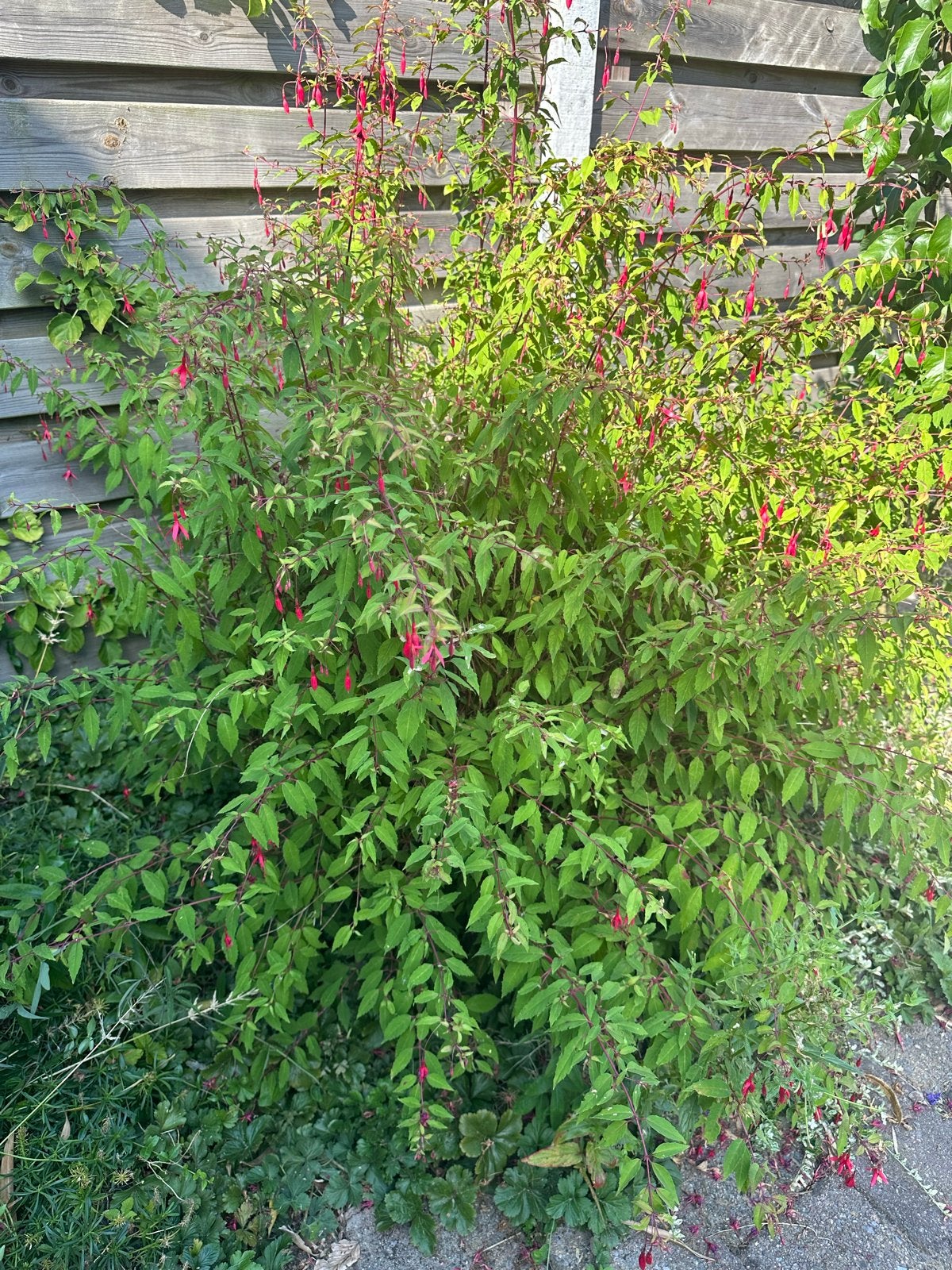 Grote Fuchsia (Bellenplant) - Zelf planten en ophalen, Vaste plant, Halfschaduw, Zomer, Ophalen