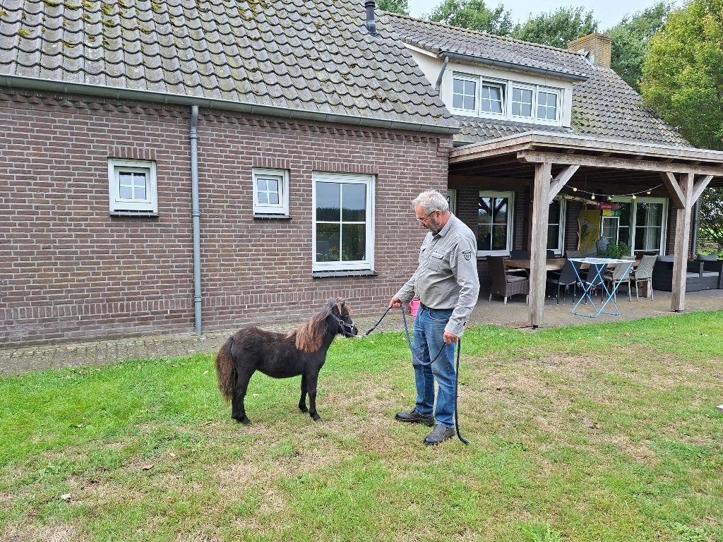 Super klein merrie veulentje, Dieren en Toebehoren, Merrie, Niet van toepassing, 0 tot 2 jaar, A pony (tot 1.17m)
