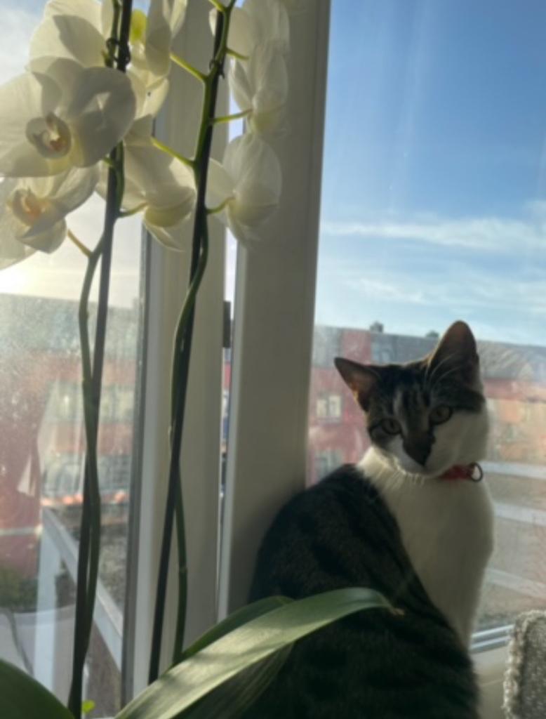 Poes zoekt nieuwe baas, Poes, Kortharig, 0 tot 2 jaar