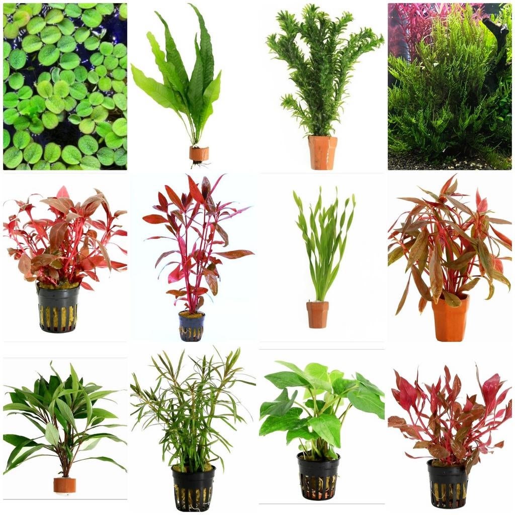 Aquariumplanten kopen? Aquarium planten | Shrimporium, Dieren en Toebehoren, Vissen | Aquaria en Toebehoren, Ophalen of Verzenden