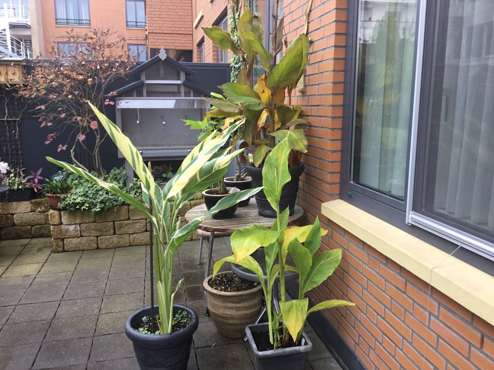 Canna,s en brugmansie. Einde hobby, 100 tot 250 cm, Zomer, Volle zon, In pot