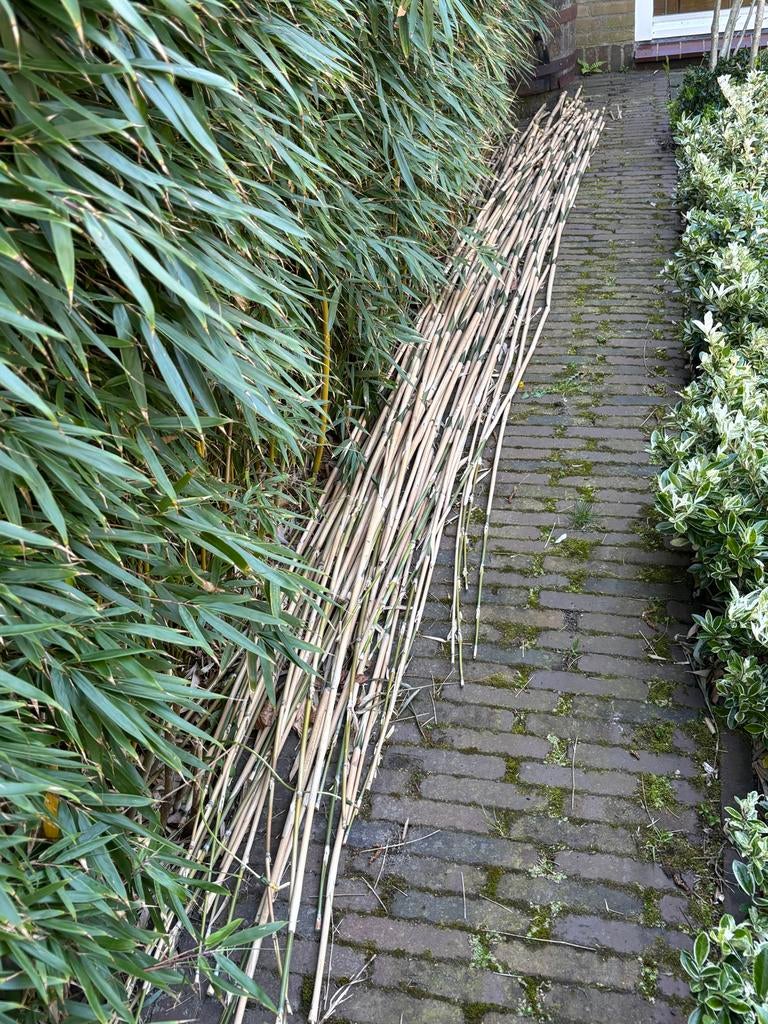 Bundel Bamboe stokken 2-3 meter lang, Tuin en Terras, Palen, Balken en Planken, Ophalen, Gebruikt, 250 cm of meer, Palen