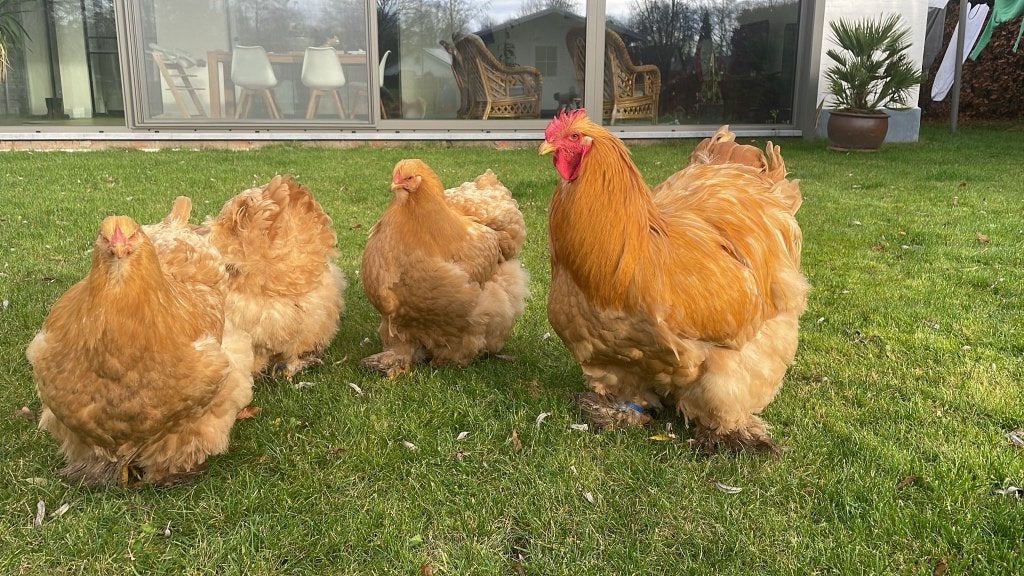 Trio cochin Buff groot TT kwaliteit, Dieren en Toebehoren, Pluimvee, Meerdere dieren, Kip