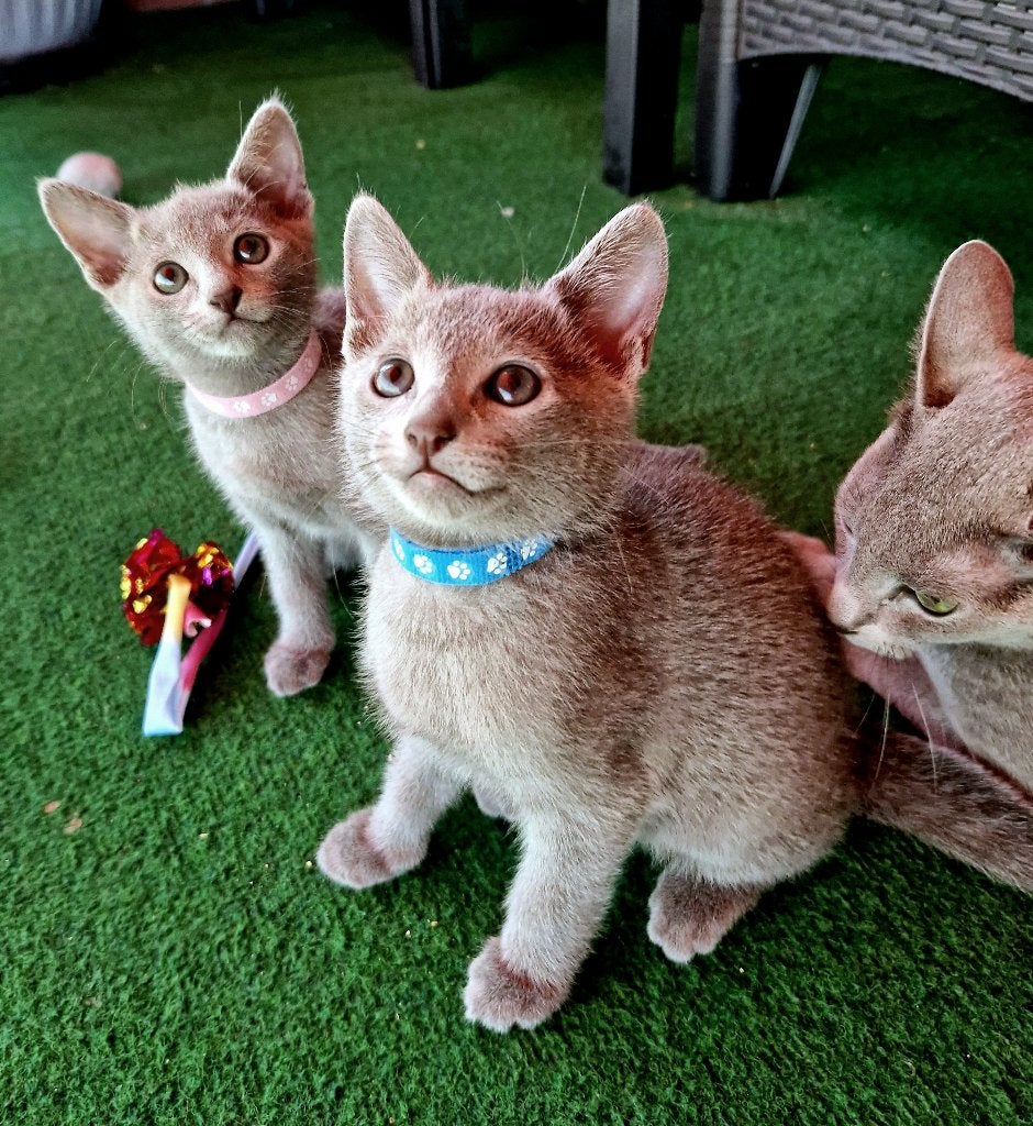 Blauwe Rus kittens met stamboom te koop, Dieren en Toebehoren, Katten en Kittens | Raskatten | Korthaar, Meerdere dieren, Met stamboom