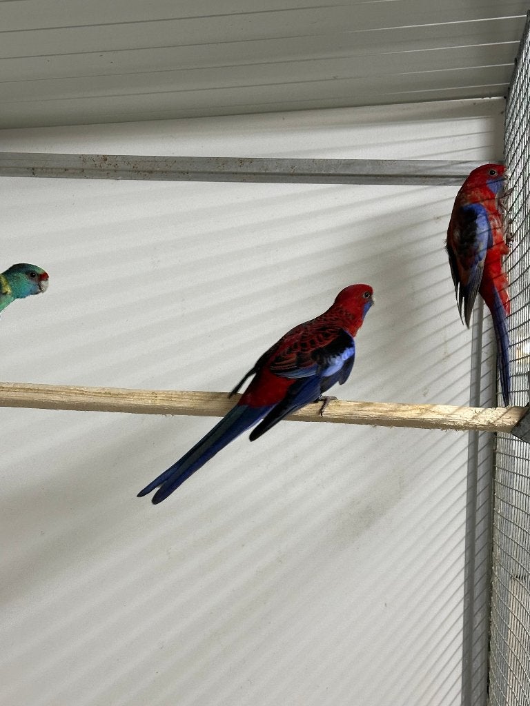 Pennant rosella, Dieren en Toebehoren, Vrouwelijk, Parkiet, Geringd