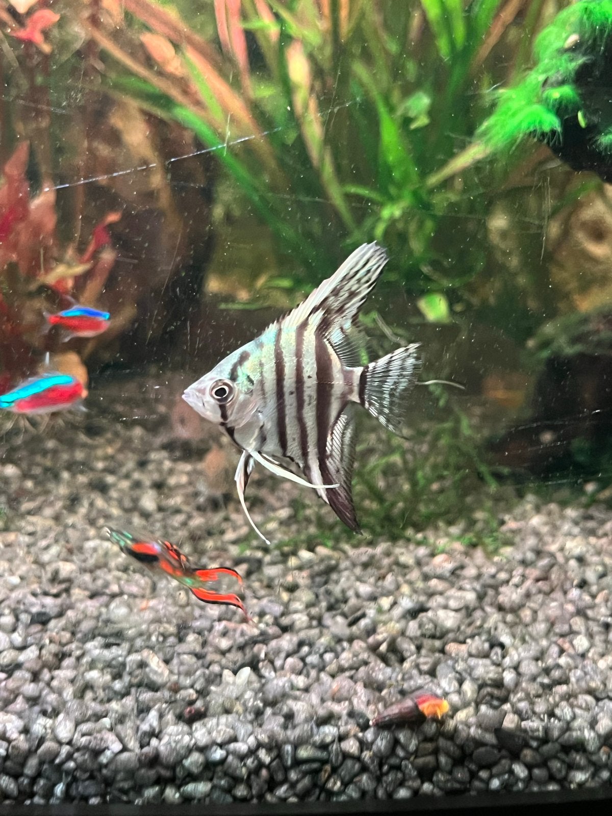 Maanvis pinoy blue, Vis, Zoetwatervis, Schoolvis