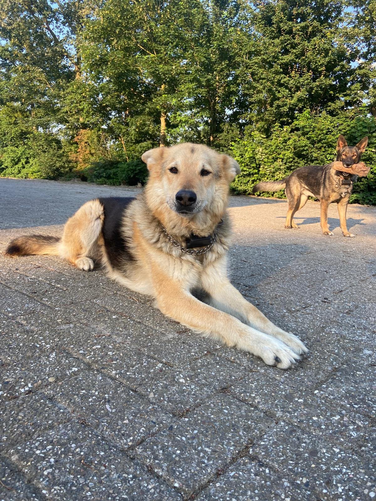 Goed tehuis gezocht voor onze honden, 6 jaar of ouder, Reu, Meerdere, Nederland