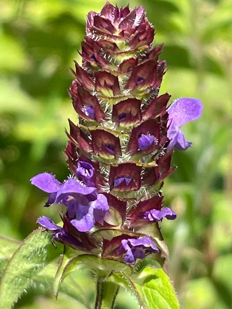 Kluitje Brunel. Gifvrij. Inheemse plant!!, Tuin en Terras, Ophalen, Overige soorten, Volle zon