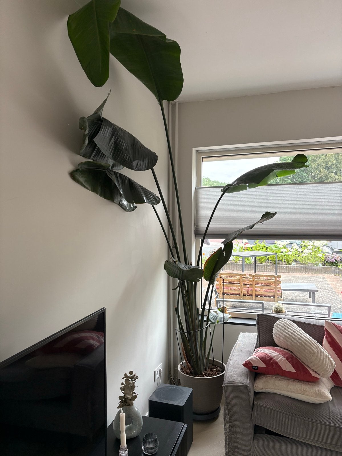 Grote Strelitzia Nicolai - Paradijsvogelplant, Volle zon, Vaste plant, Bloeit niet, Ophalen