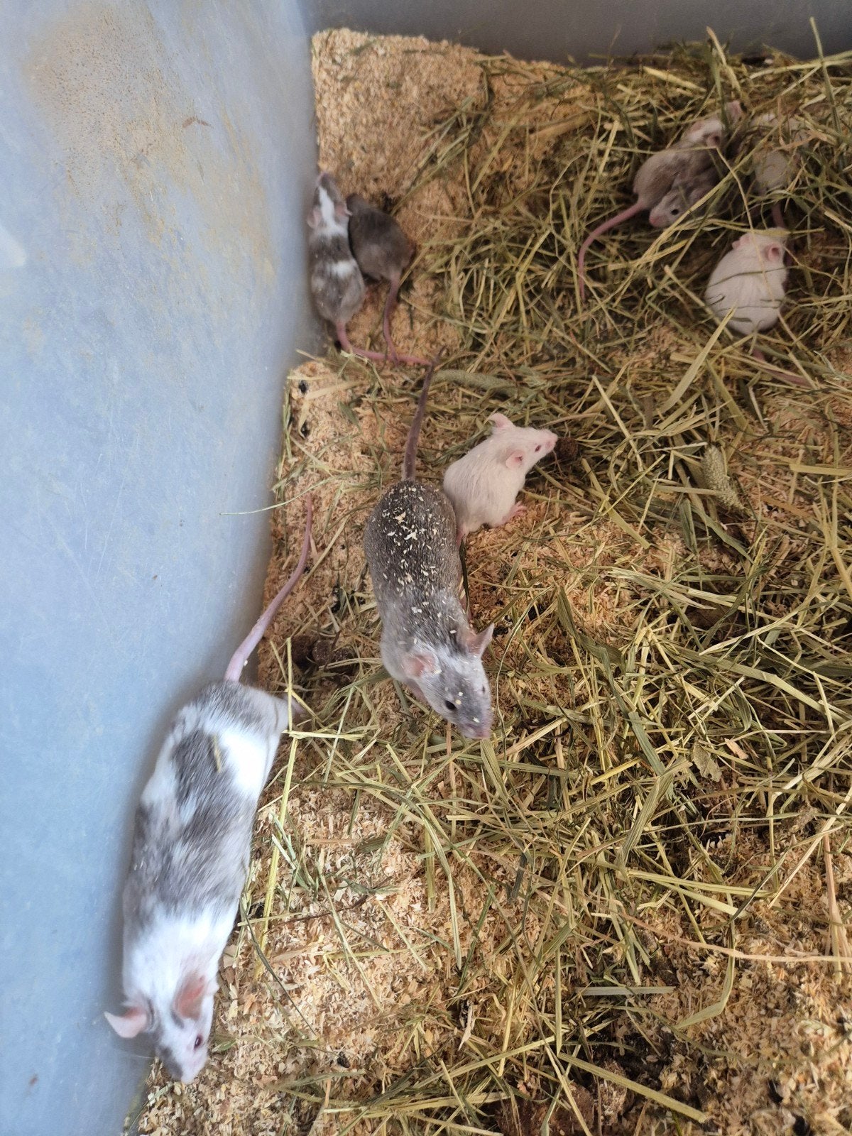 Kleurmuizen, Dieren en Toebehoren, Knaagdieren, Januari, Meerdere dieren, Muis