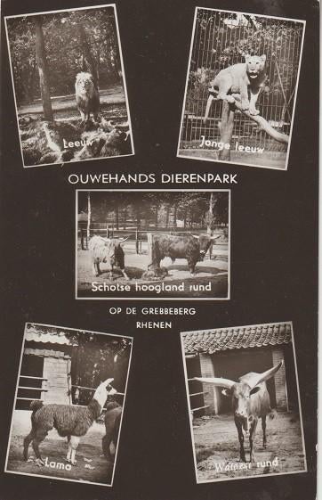 Ouwehands dierenpark echte foto leeuw/lama/rund/oud, Verzenden, 1960 tot 1980, Ongelopen, Overige thema's