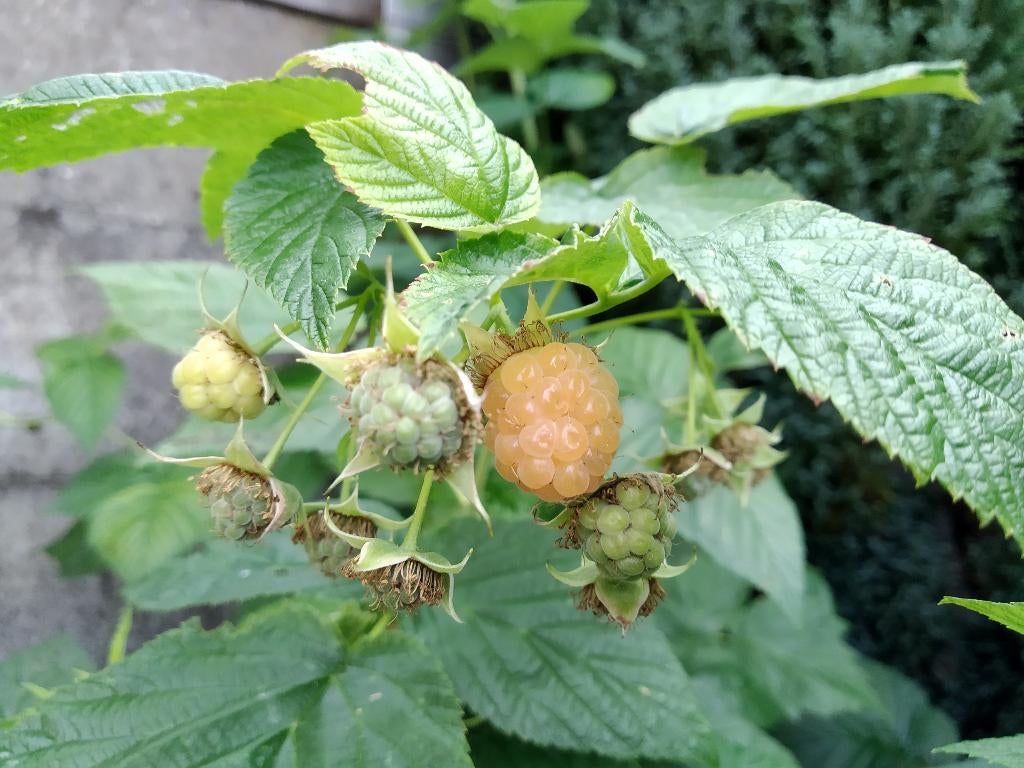Geel/roze frambozen stekken, Tuin en Terras, Planten | Tuinplanten, Ophalen, Overige soorten, Volle zon