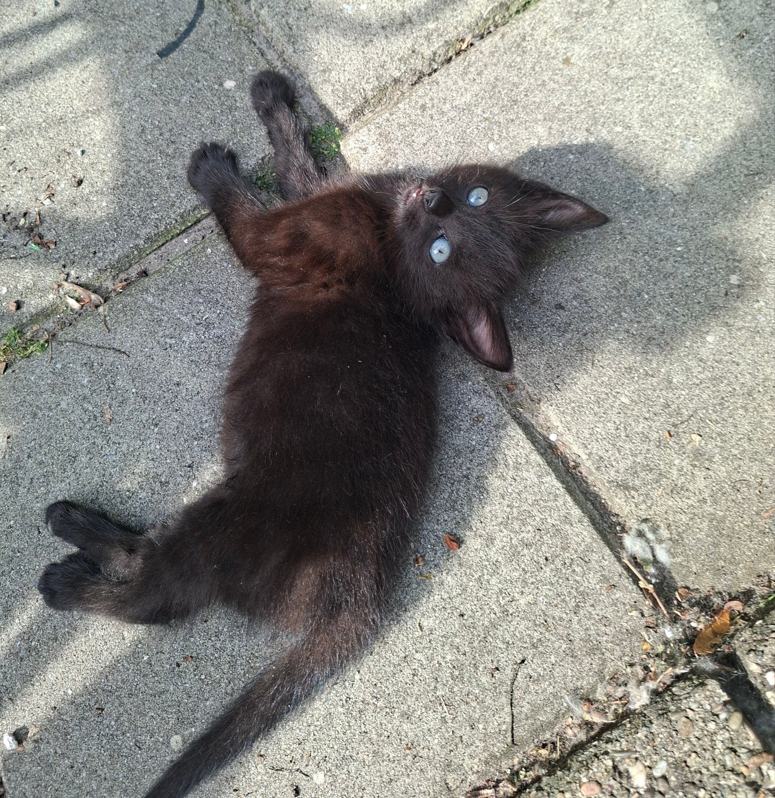 halflangharige kittens