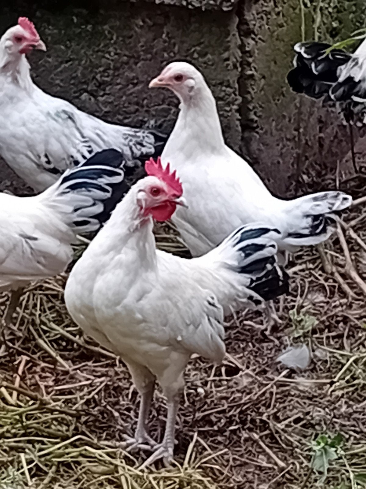 Trio krielkippen, Meerdere dieren, Kip