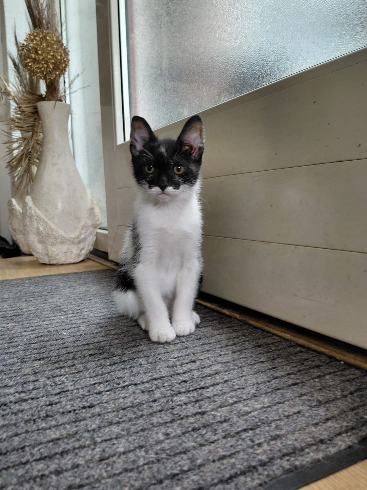 Nog 1 zwart=wit katertje, Dieren en Toebehoren, Kater